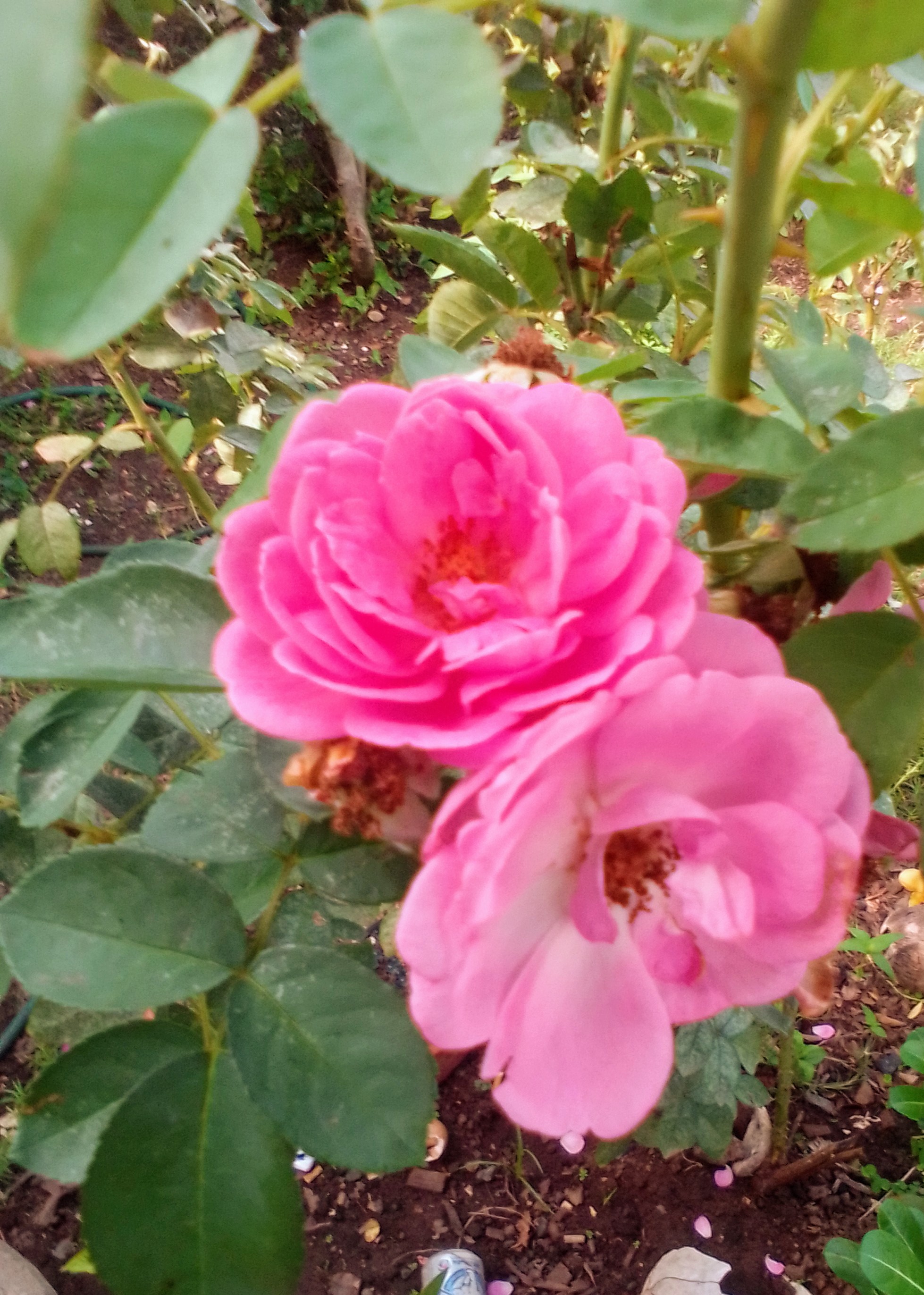 IMG_20211118_100011~2.jpg