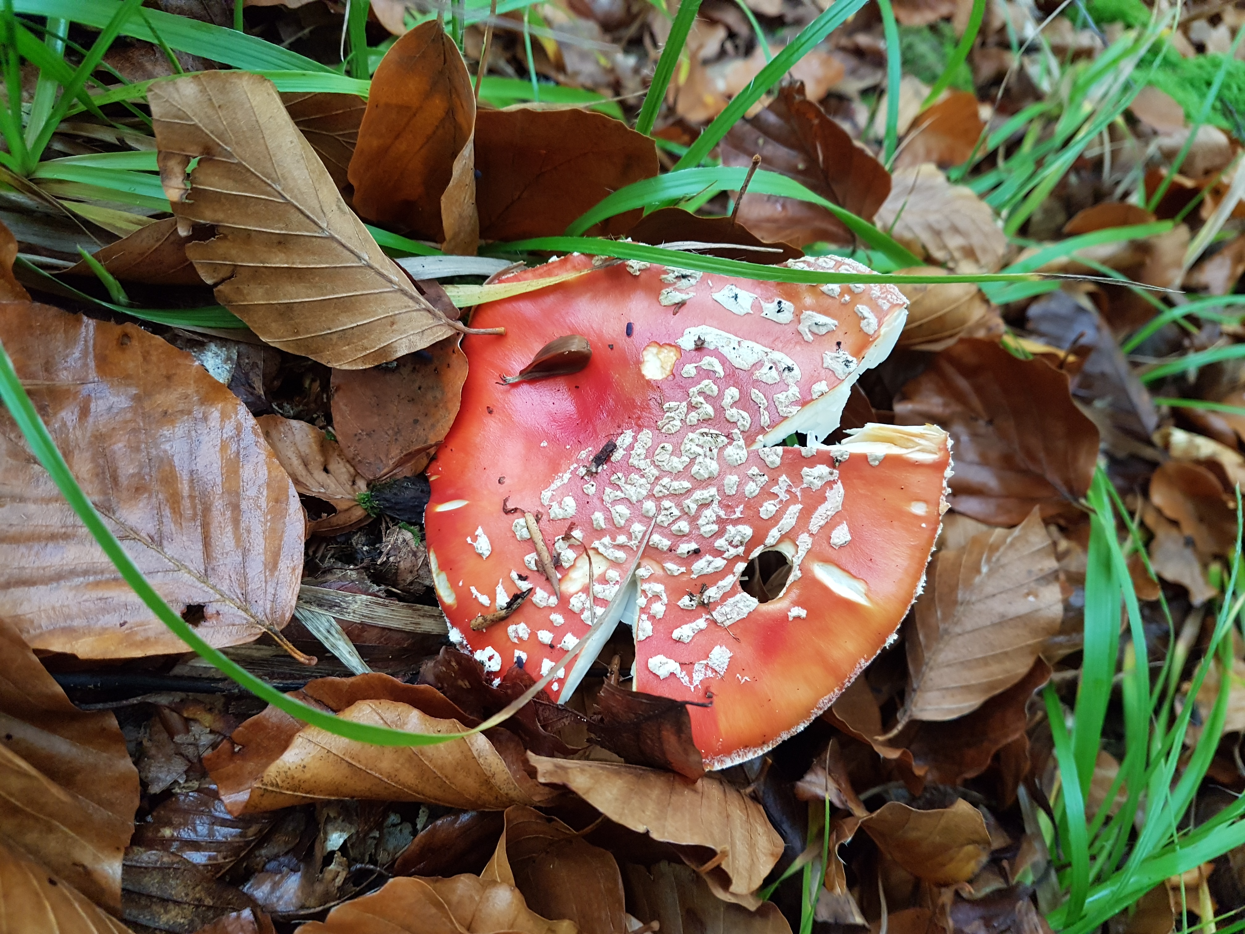 Amanita muscaria - 20201025_083522.jpg