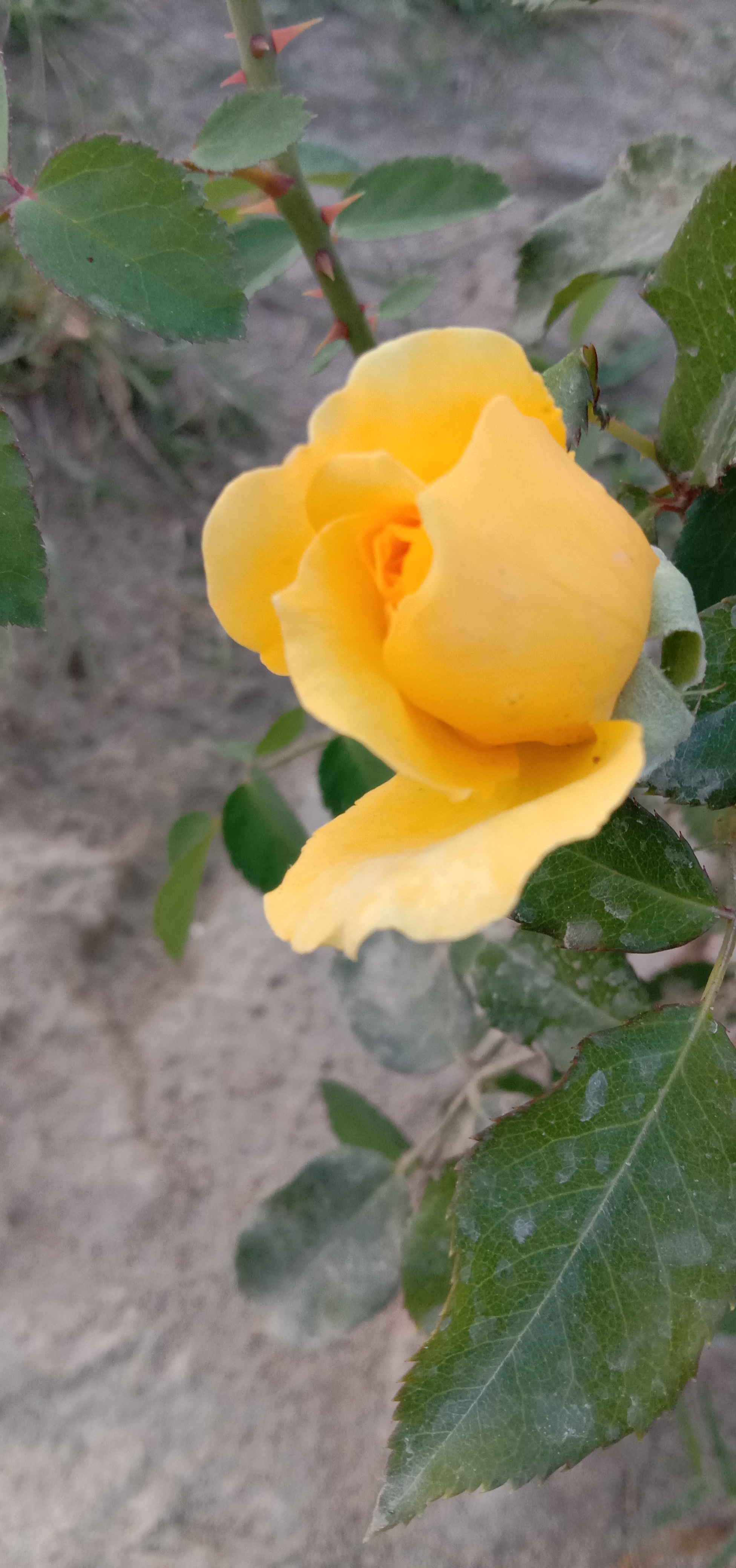 IMG_20210407_182105.jpg