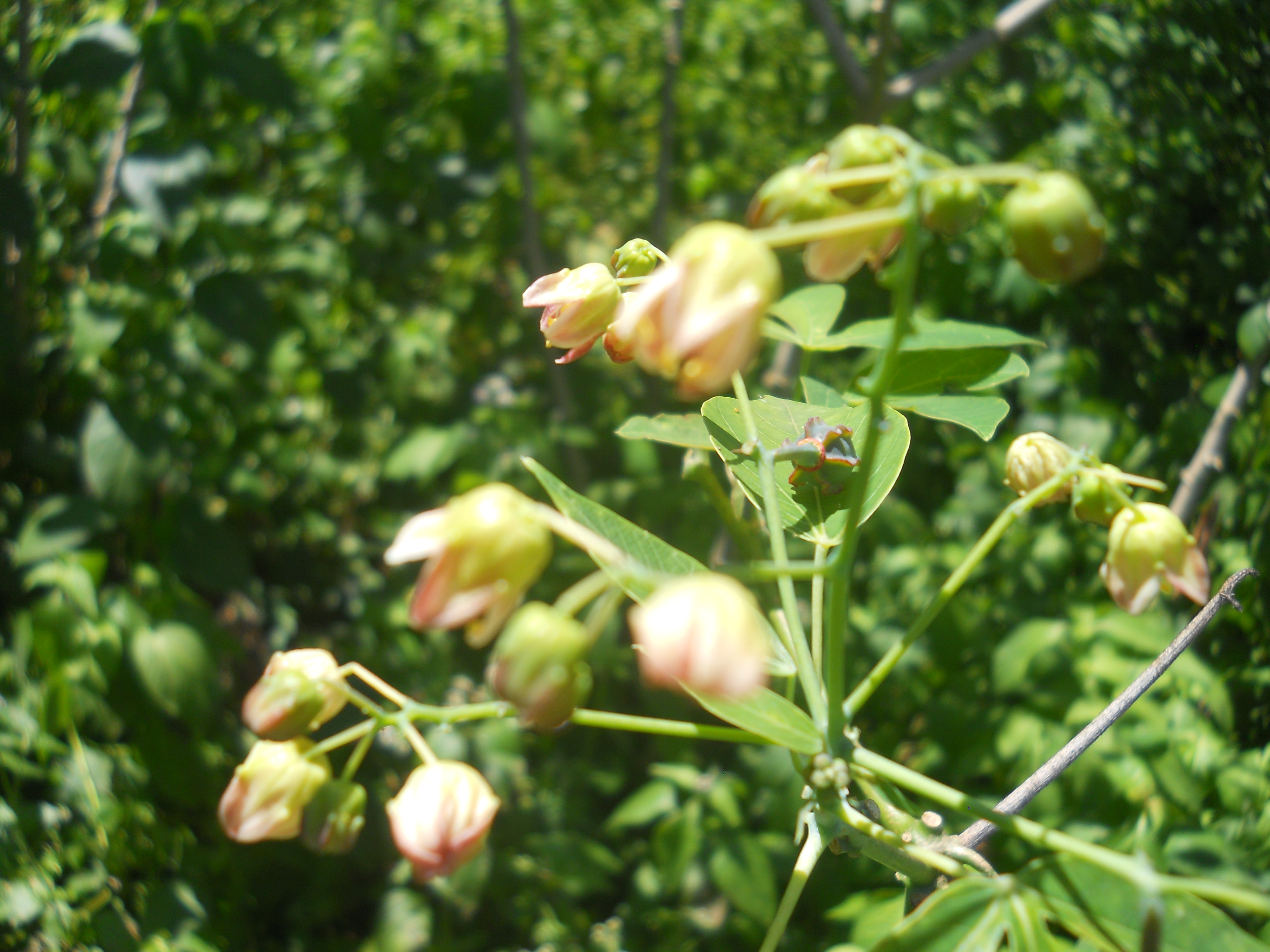DSCN0080.JPG