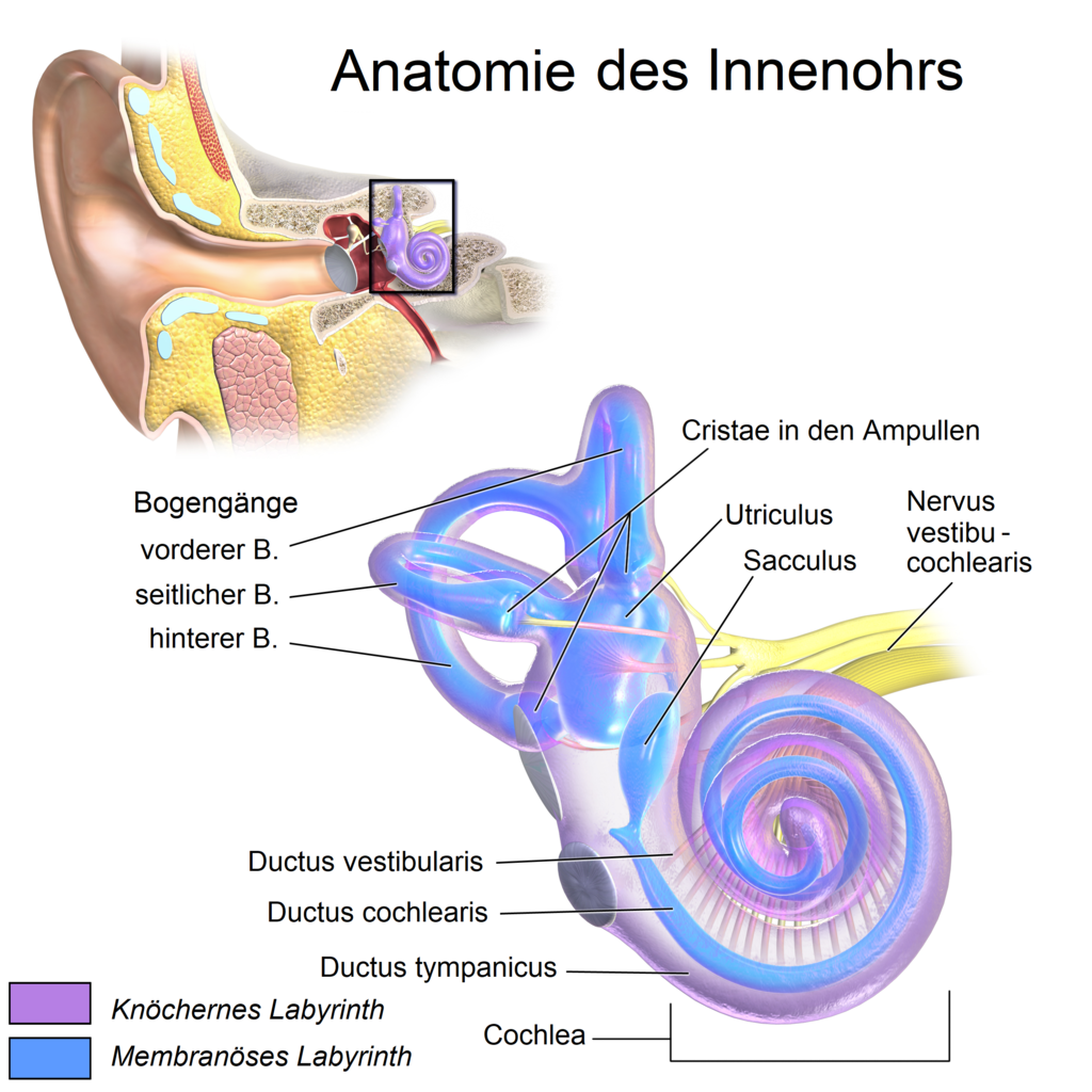 Anatomie_des_Innenohrs.png