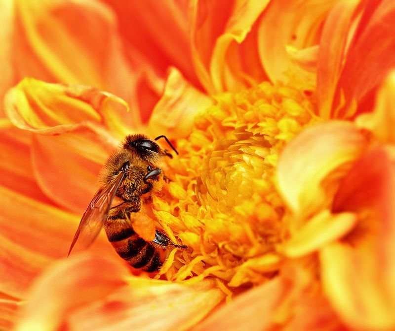 800px-Honey_Bee_takes_Nectar.jpg