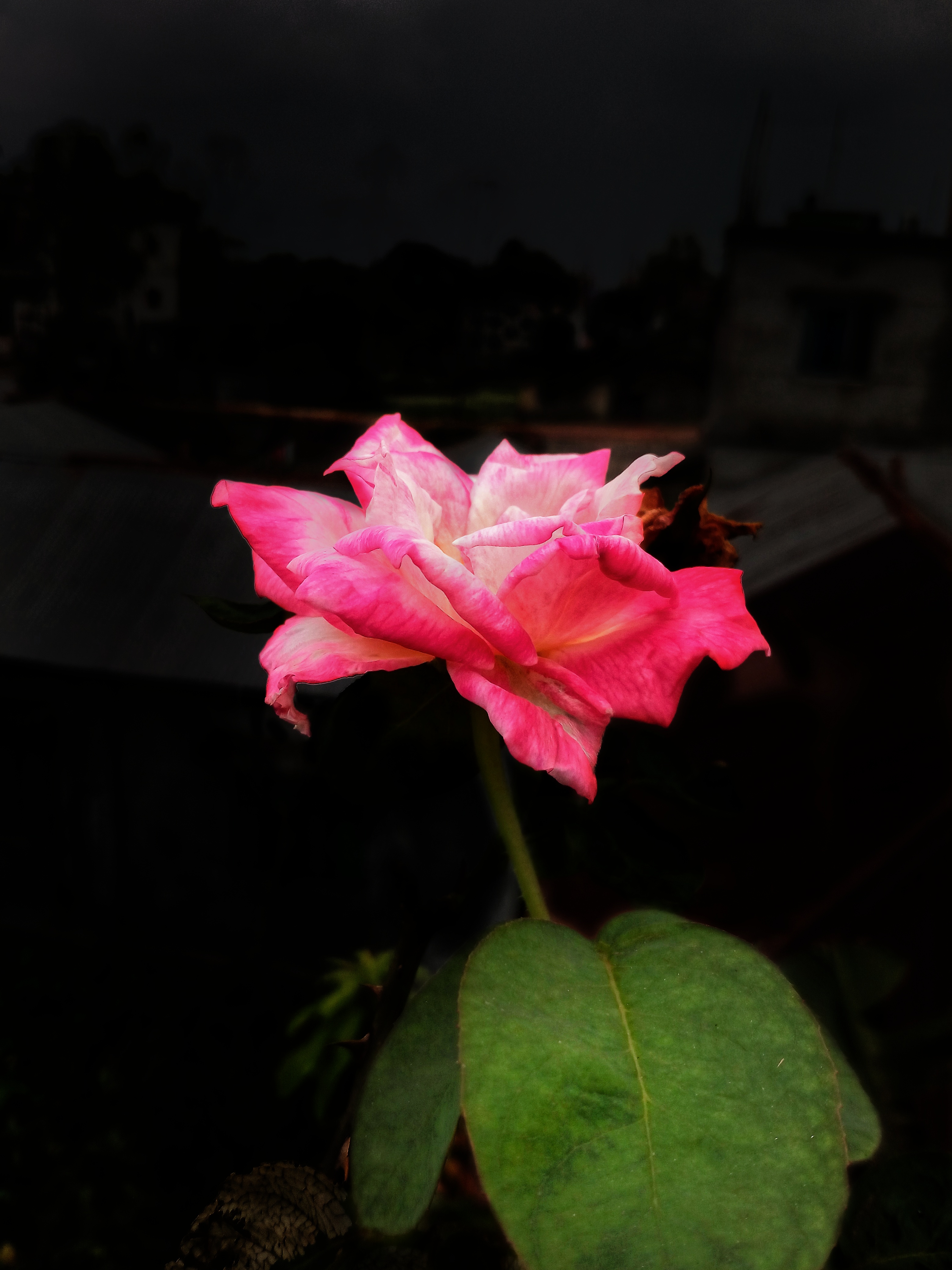IMG_20201001_144747-01.jpeg