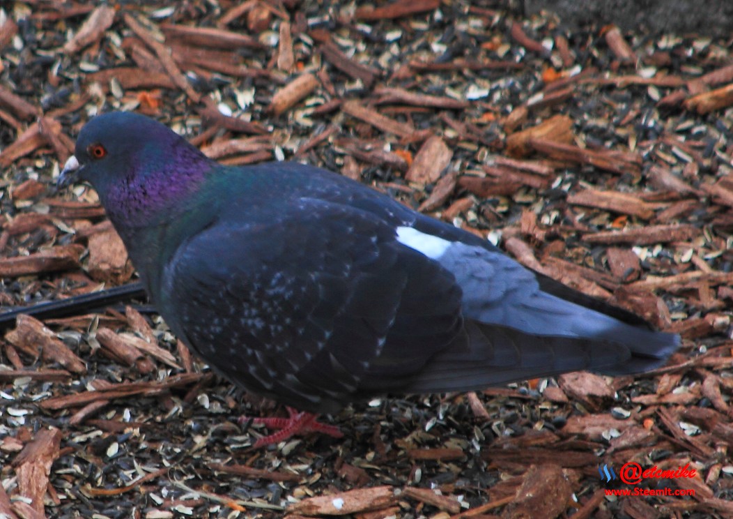 Rock Pigeon PFW20-0058.JPG