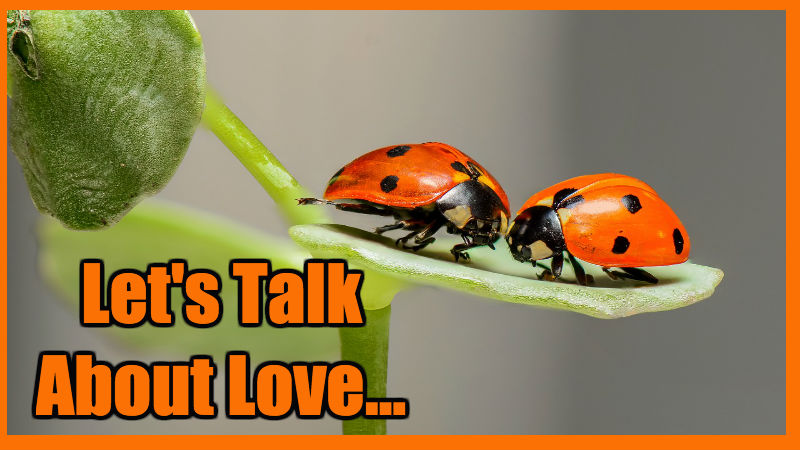 love cover.jpg