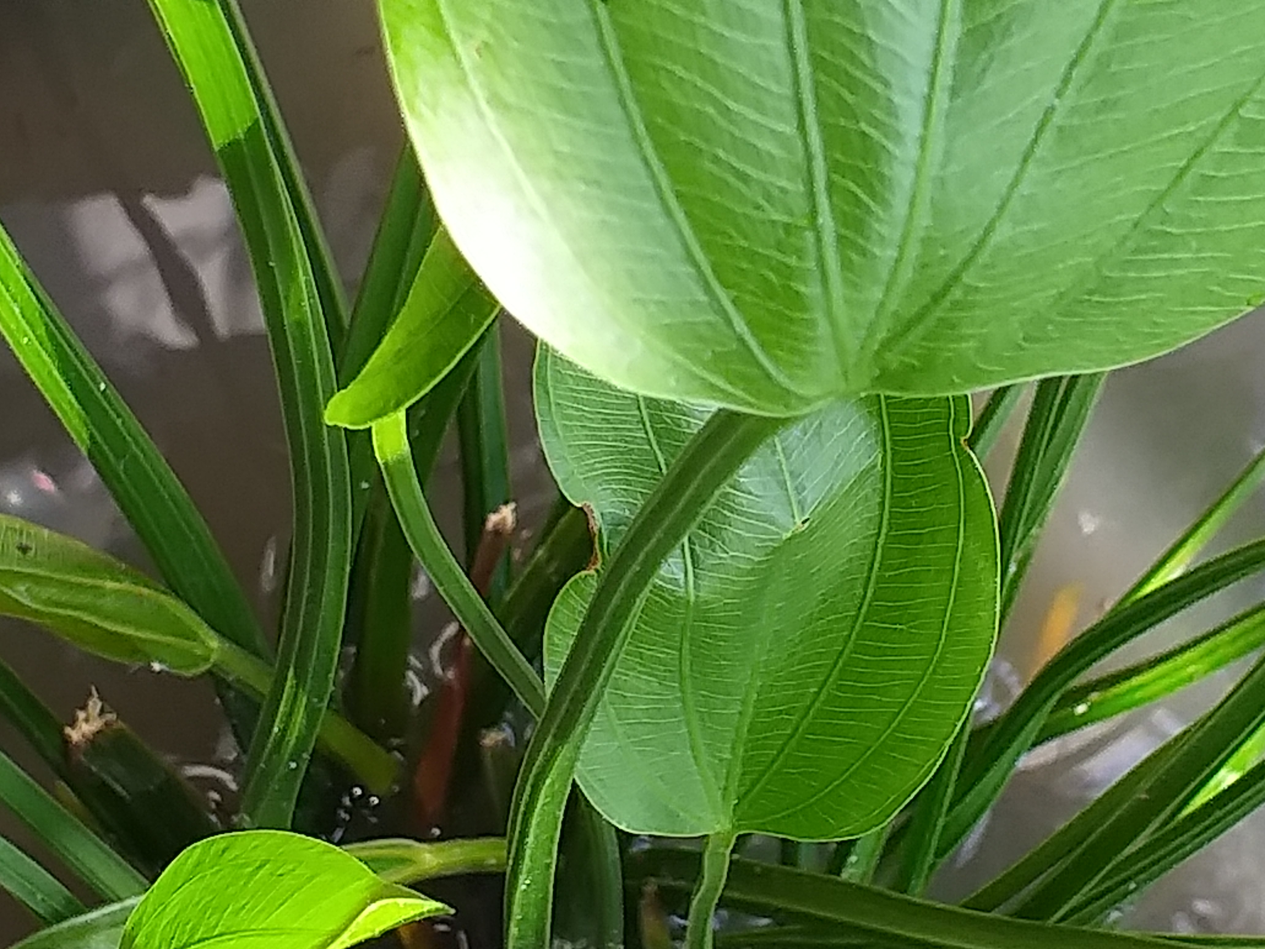 my garden26.jpg