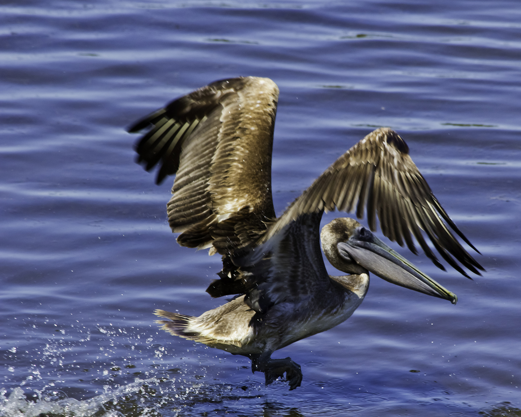 PelicanTakeOff.jpg