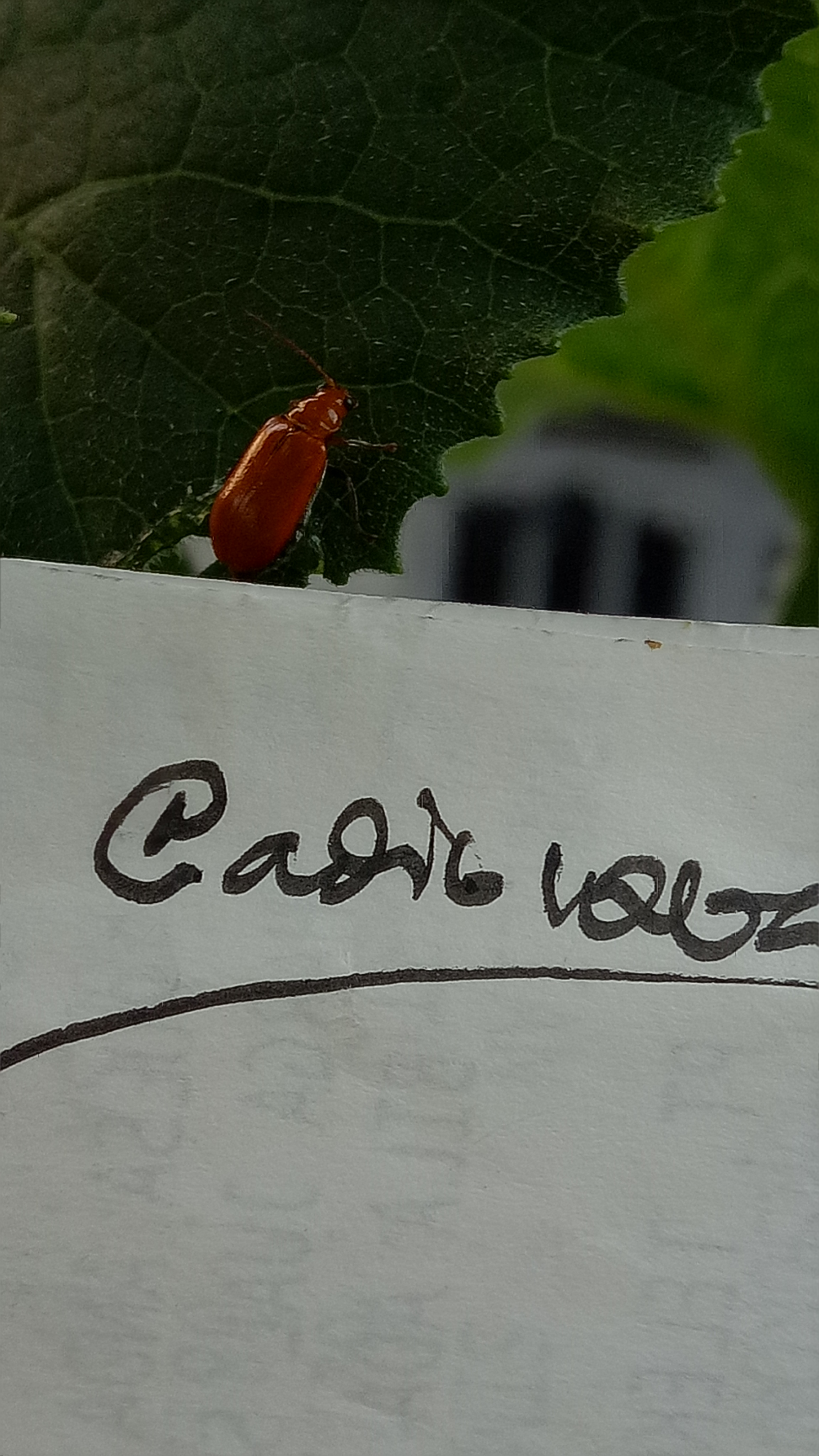 IMG20180829170413.jpg