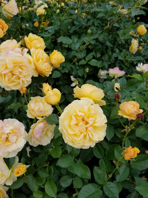 20181001_142352_8.jpg