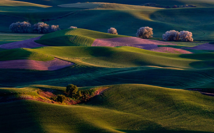 Palous-Photo-by-Randall-K-Roberts.jpg