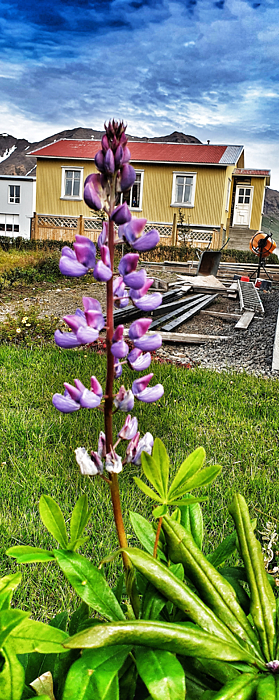 flower-power-iv-reykholt-artfabrik.jpg