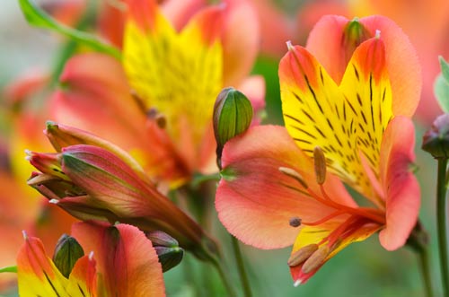Alstroemeria-sm-min.jpg