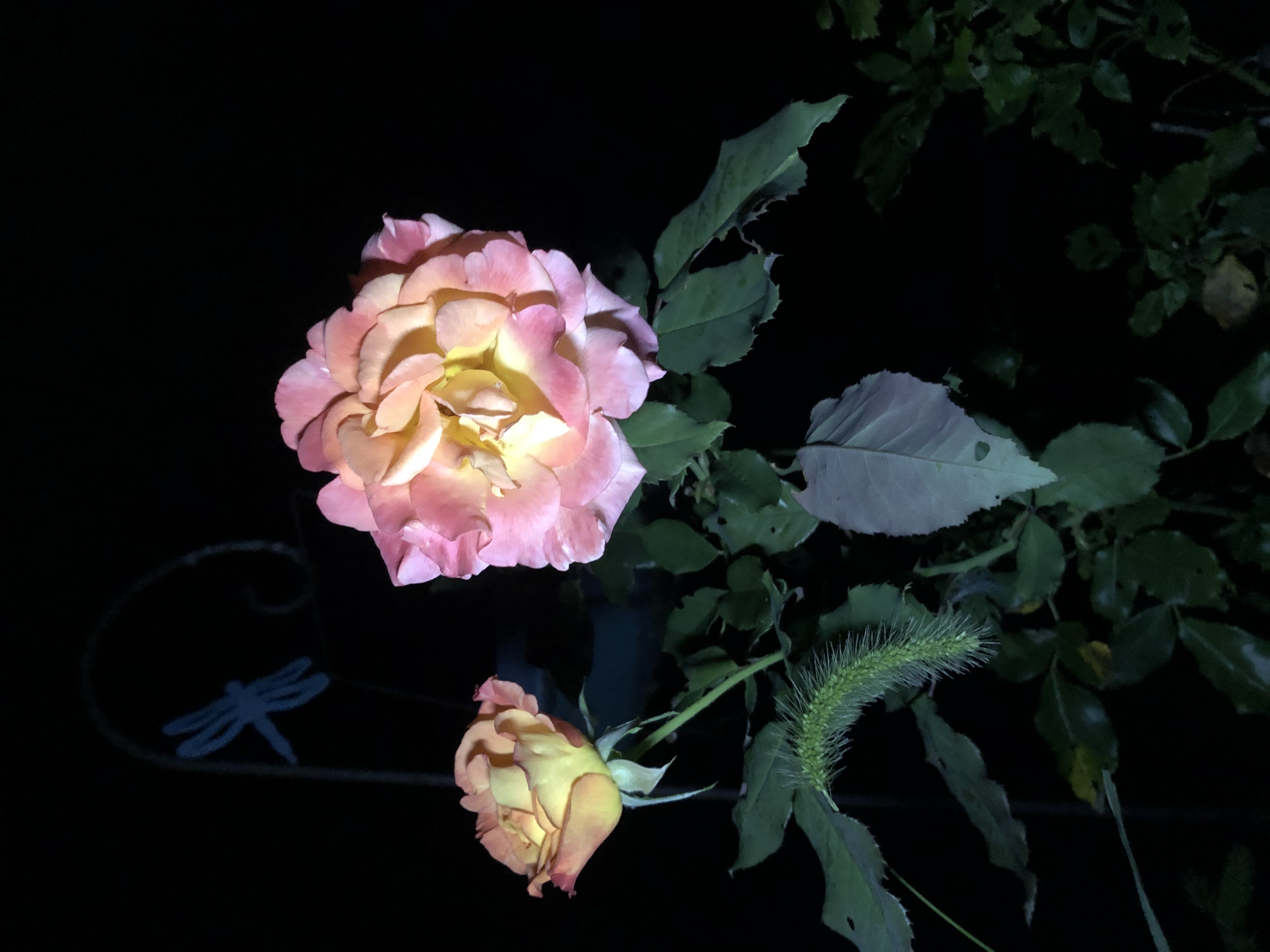 IMG_0664.jpeg