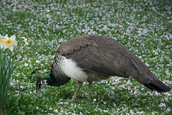250px-Pavo_cristatus_-Tierpark_Hagenbeck,_Hamburg,_Germany_-female-8a_(1).jpg