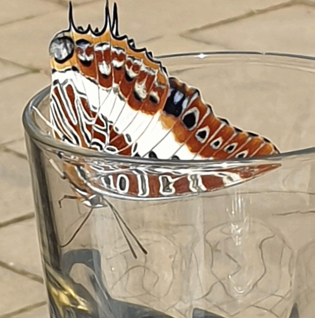 20190927_133717-ANIMATION.gif