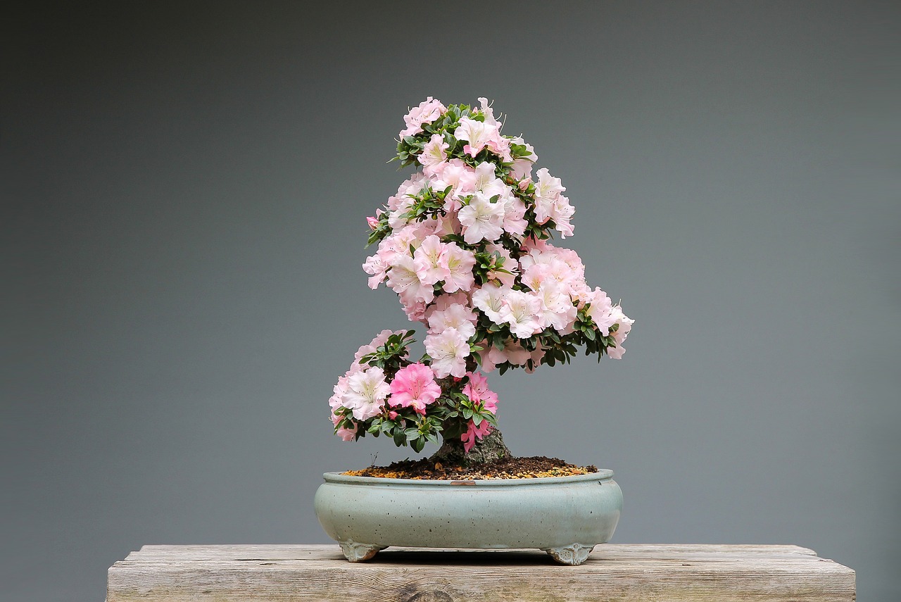 bonsai-3125722_1280.jpg