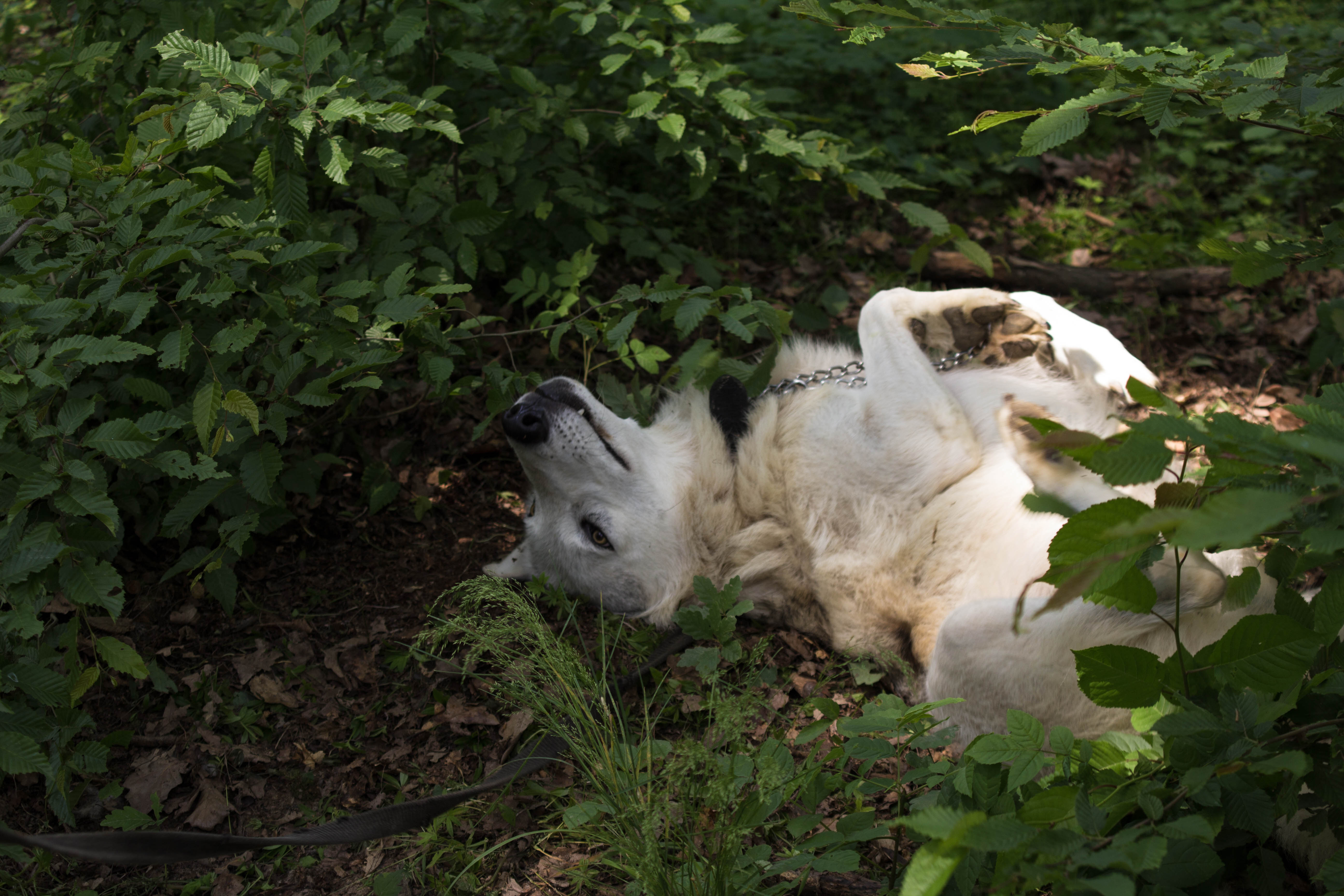 Amarok_6 (1 von 1).jpg