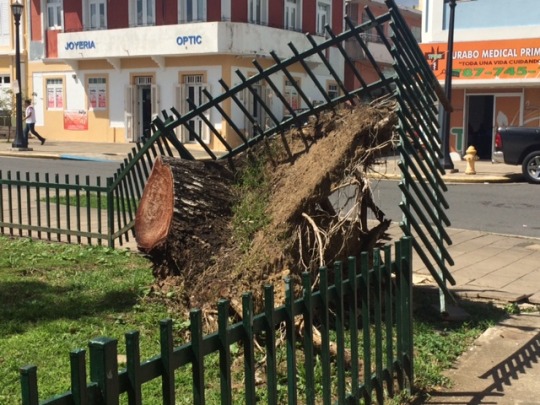 stump.jpg