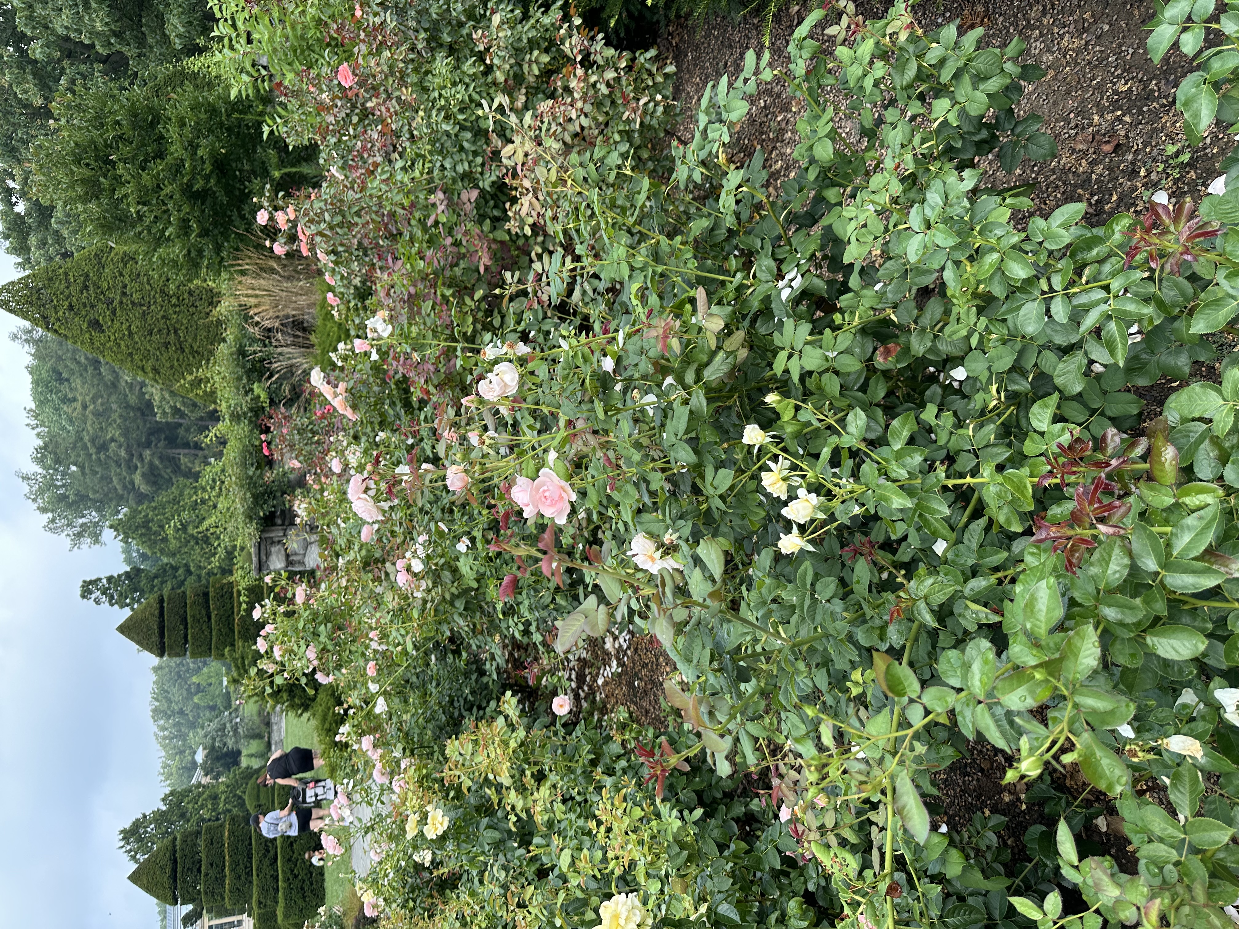 IMG_5514.jpeg