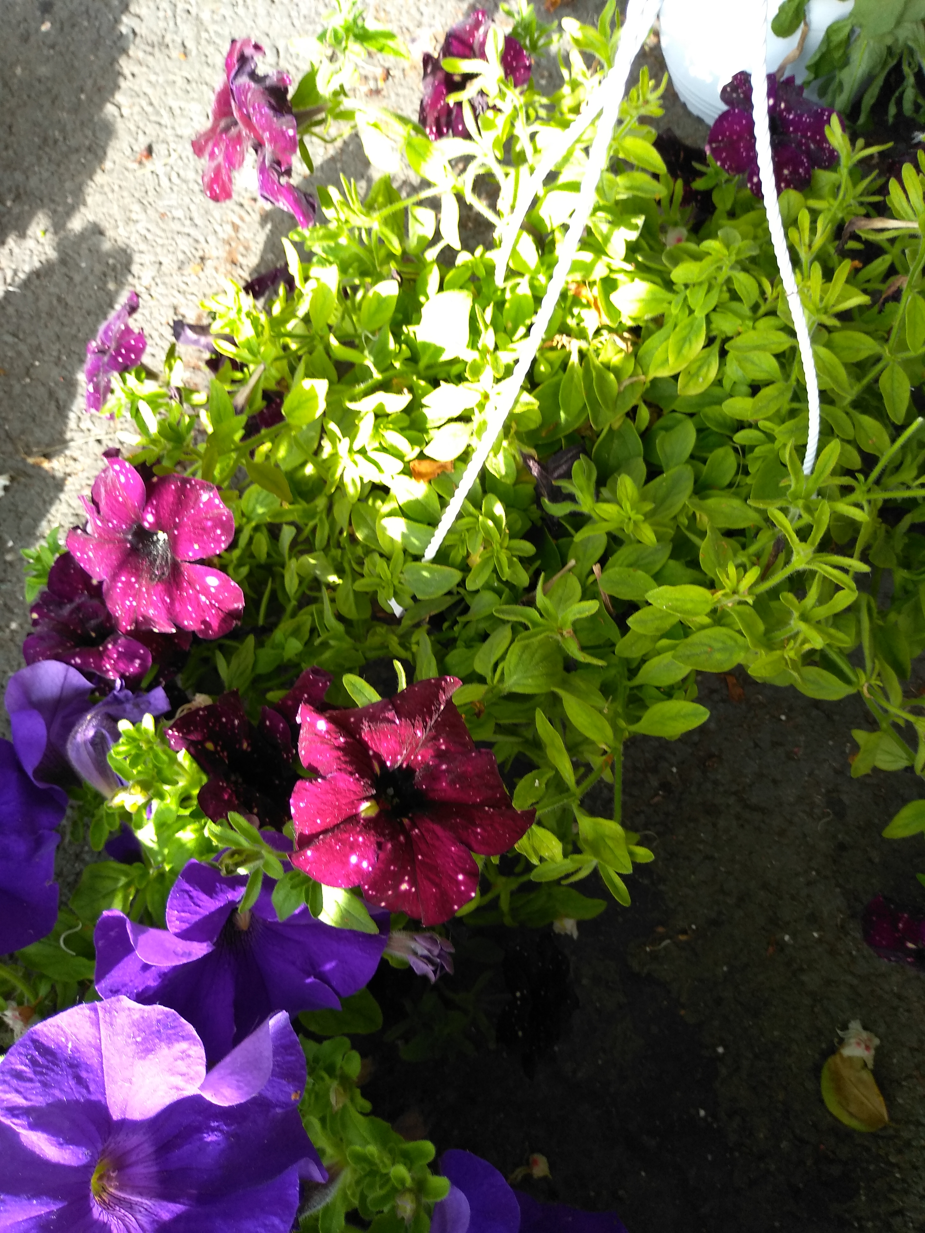IMG_20190505_172539.jpg