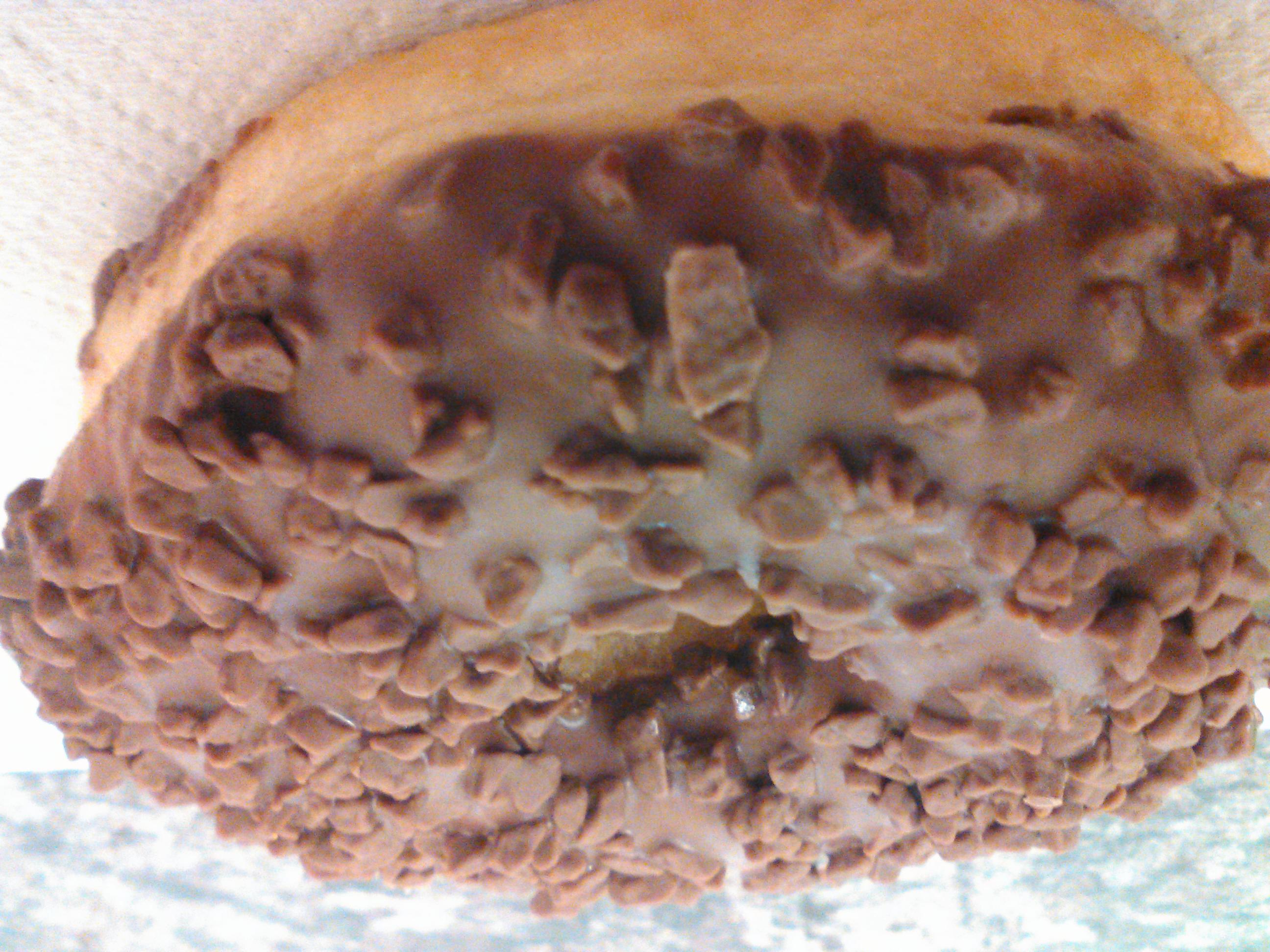 Food Photography, Big Chocolate Covered Donut Close-up Pack From Work May 29 2017.jpg