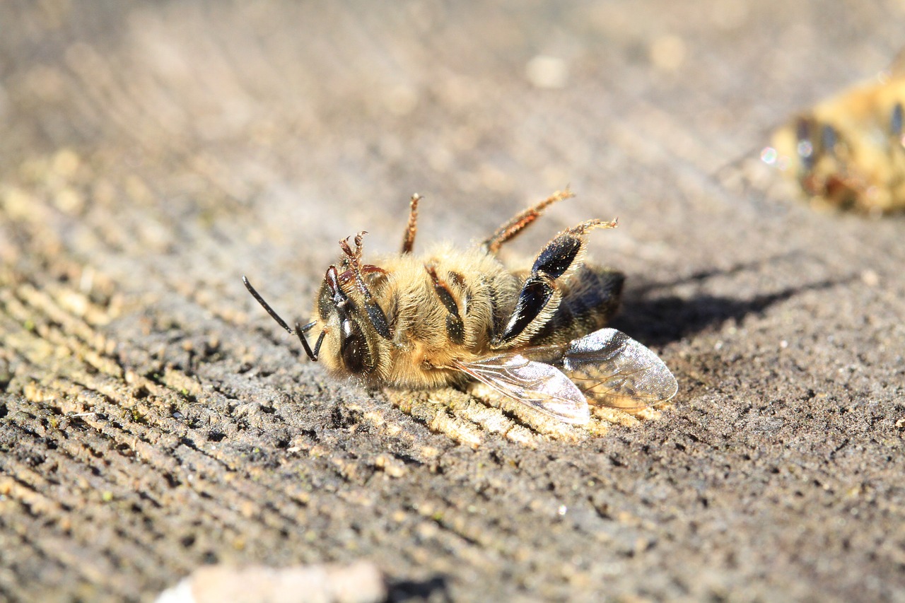 bee-3415321_1280.jpg