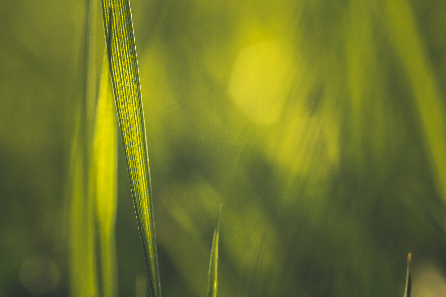 _MG_5906.jpg