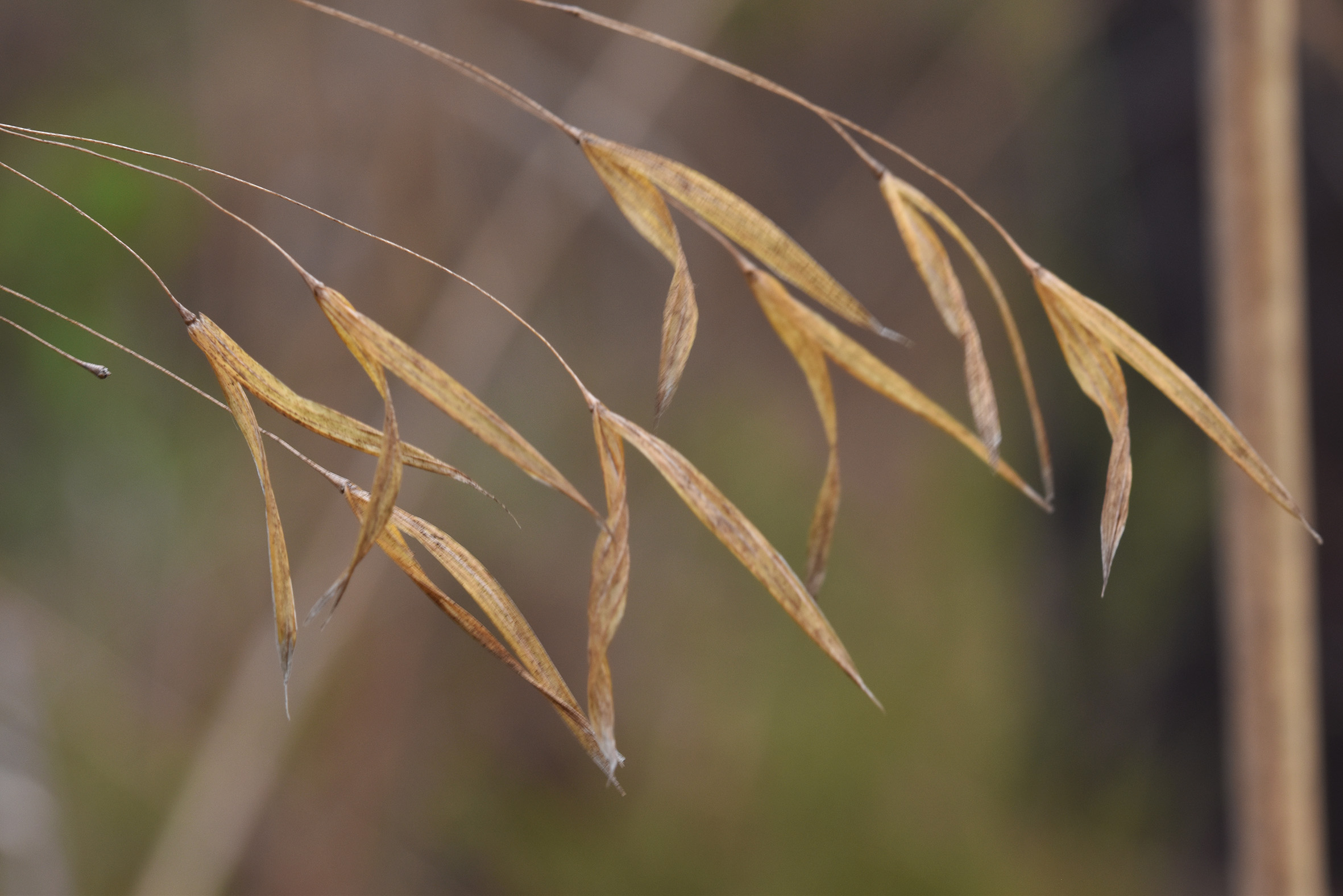 drystuff grass on wind 2.jpg