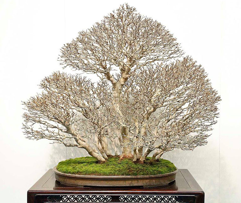 forest11.jpg