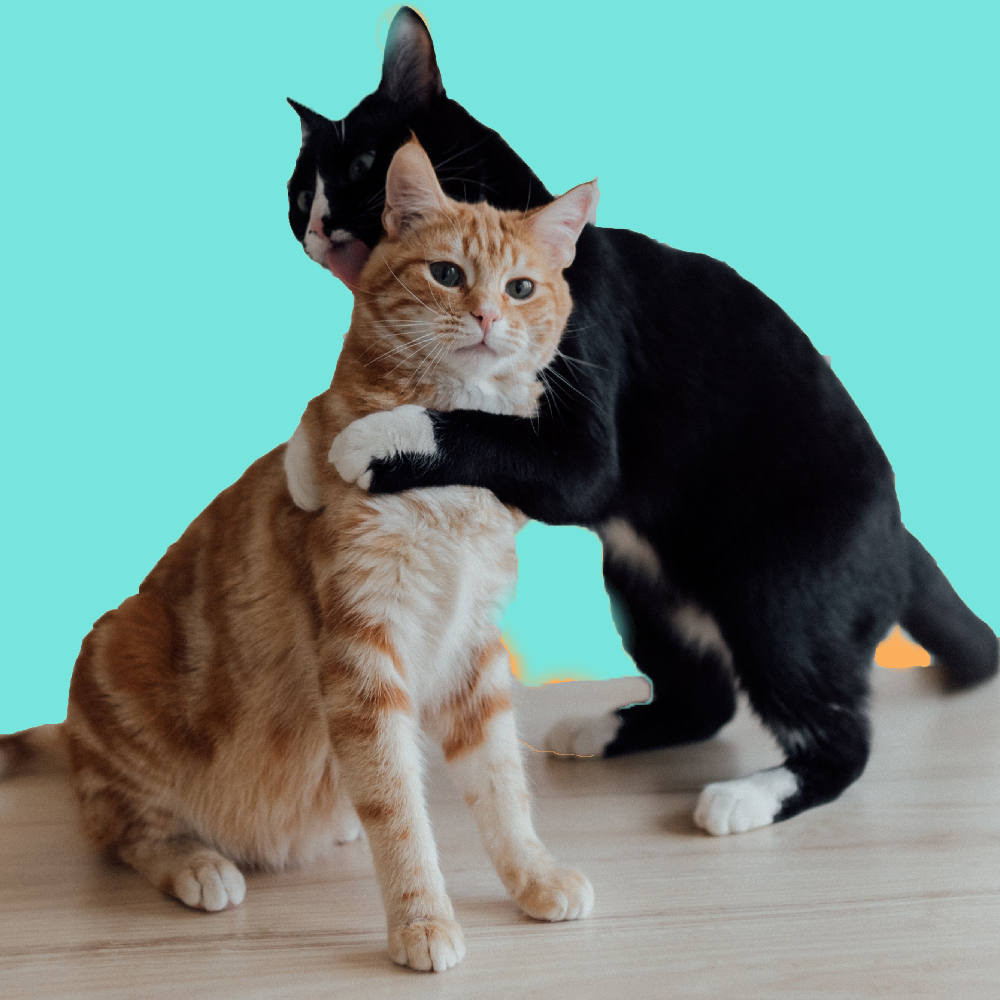 Symbolism of Cats in Celtic.jpg