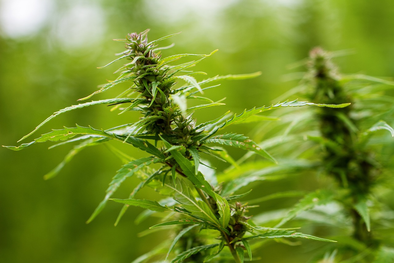 hemp-7212765_1280.jpg