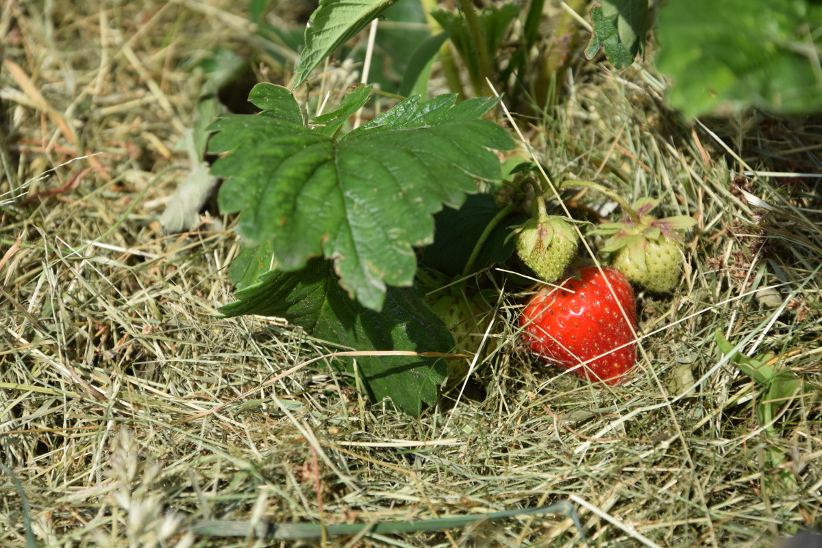 DSC_0066_1200.JPG