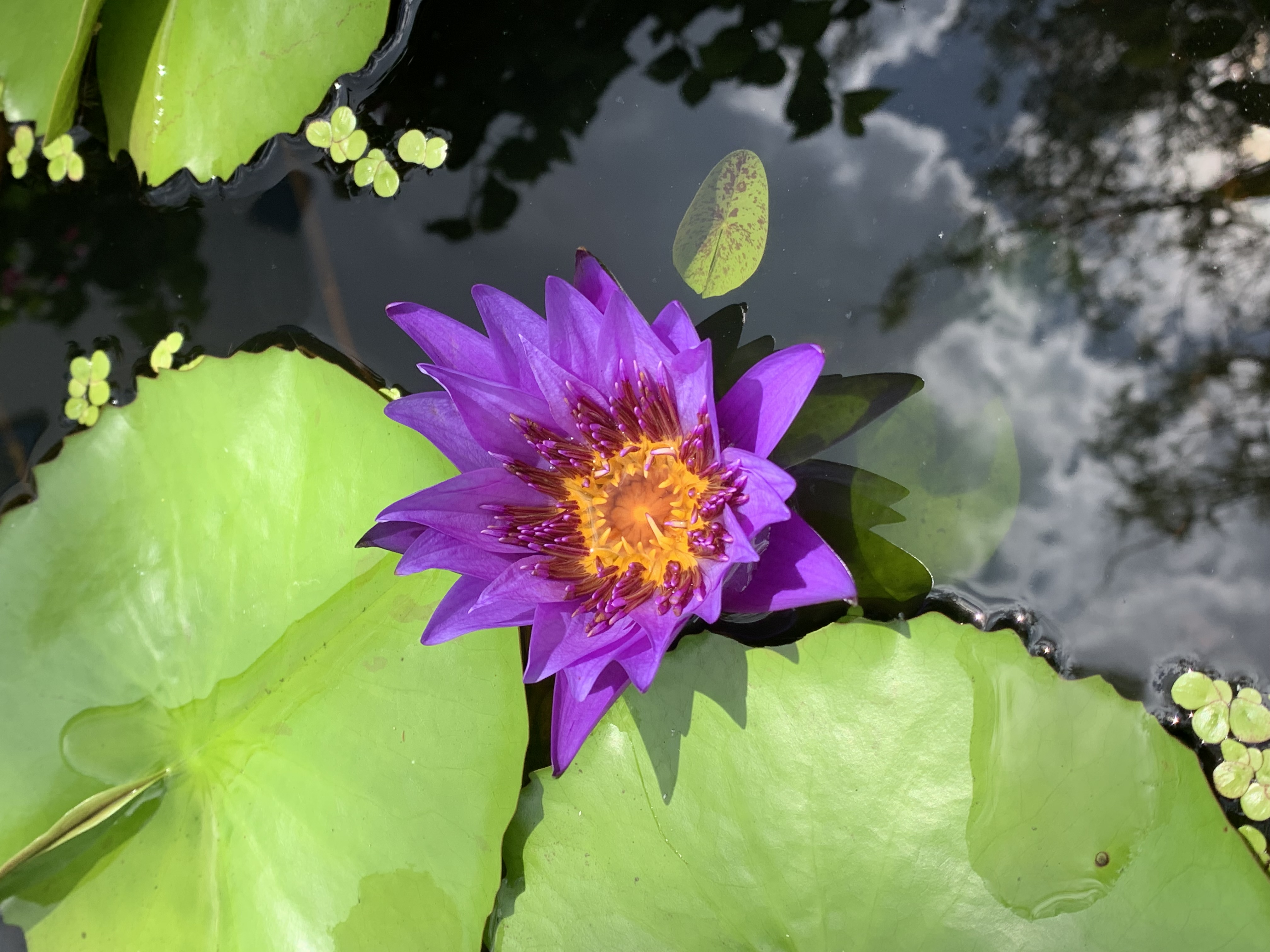 purple lotus6.jpg