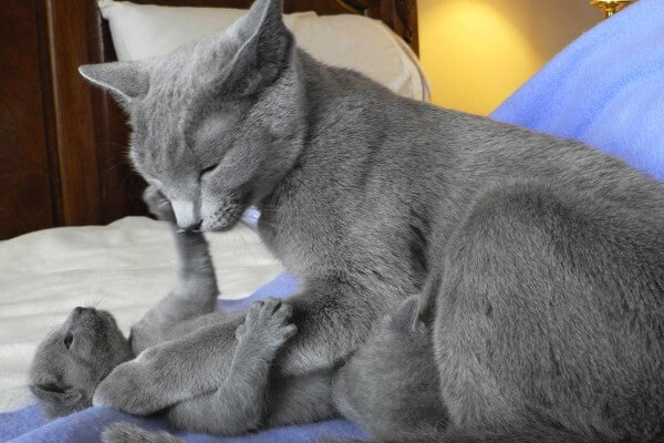 raza-gato-azul-ruso.jpg