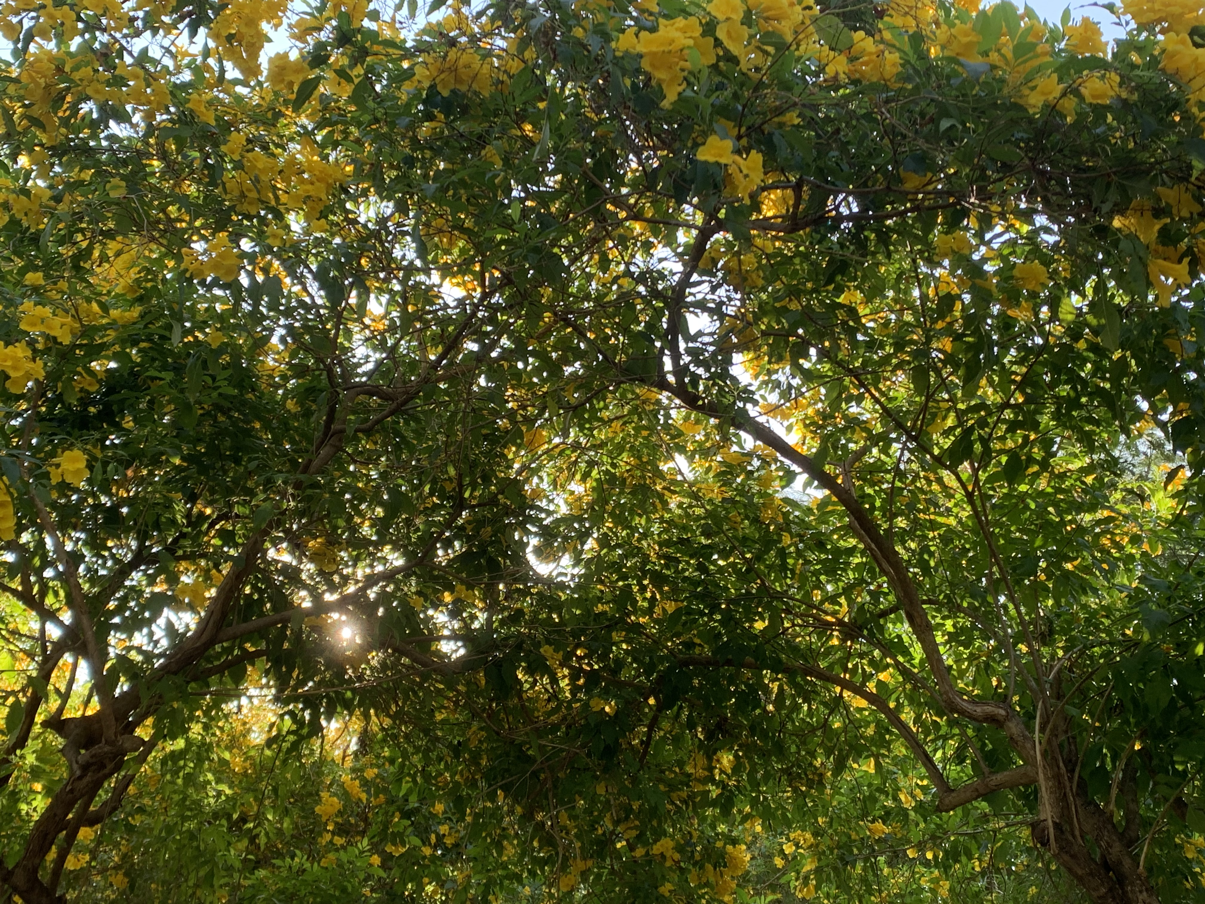 Suan Rot Fai803.jpg