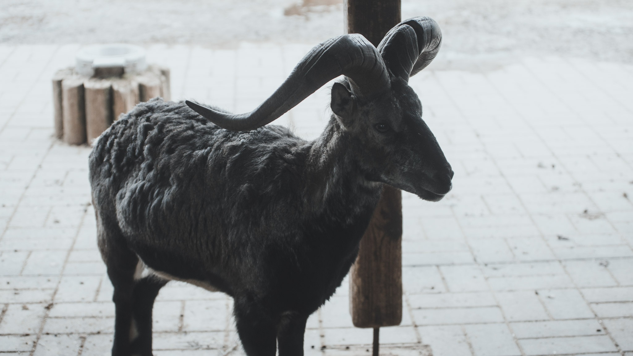0109IMGP1135ccMarch 02, 2019.jpg
