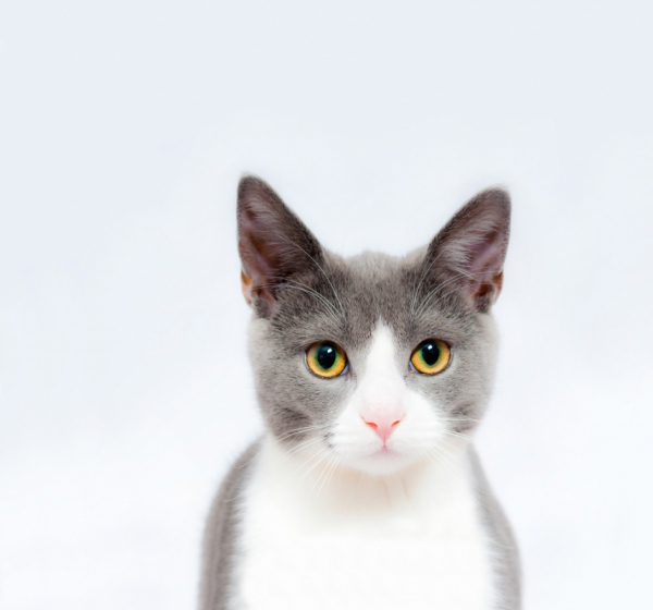 cat_feline_pet_animal_cute_606501.jpg
