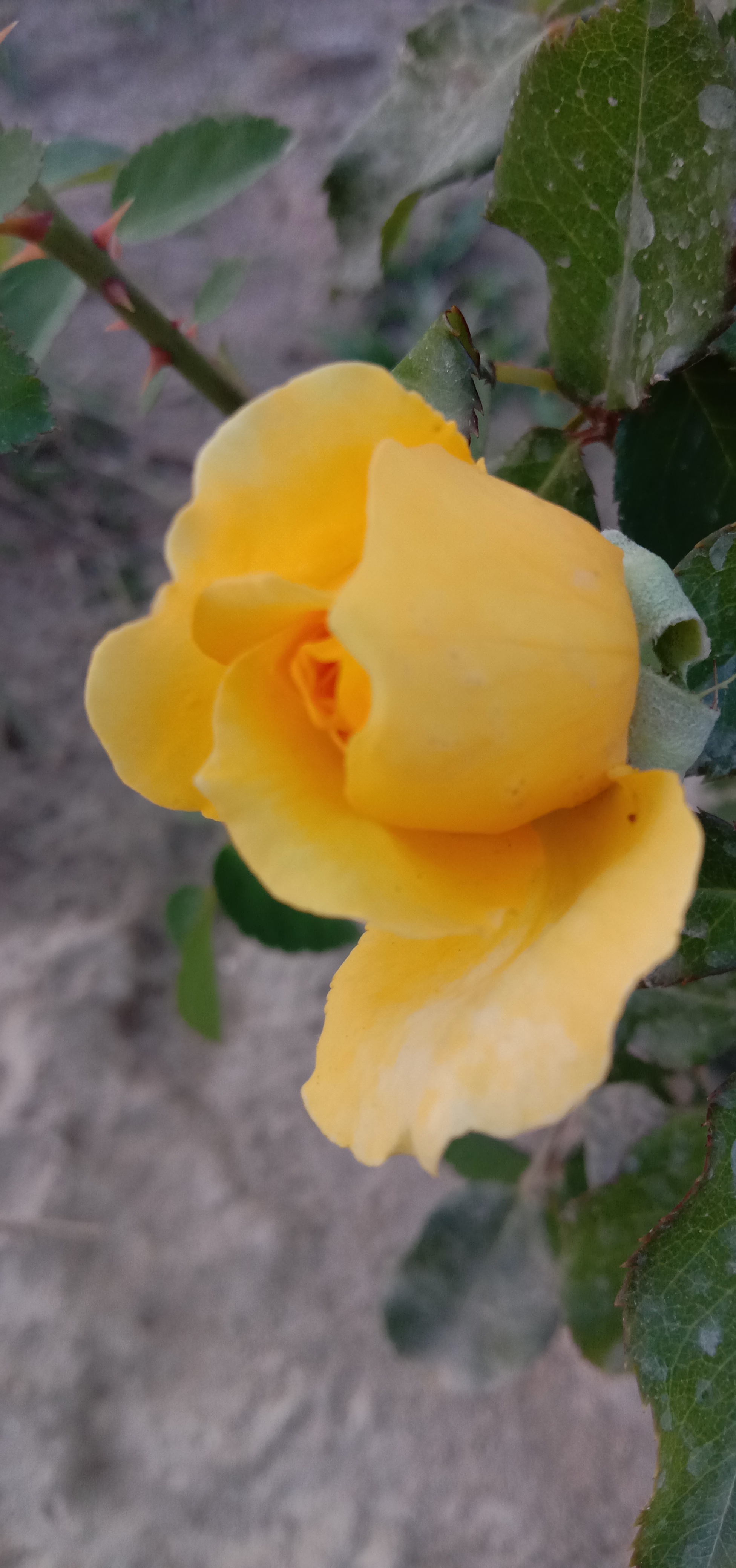 IMG_20210407_182135.jpg