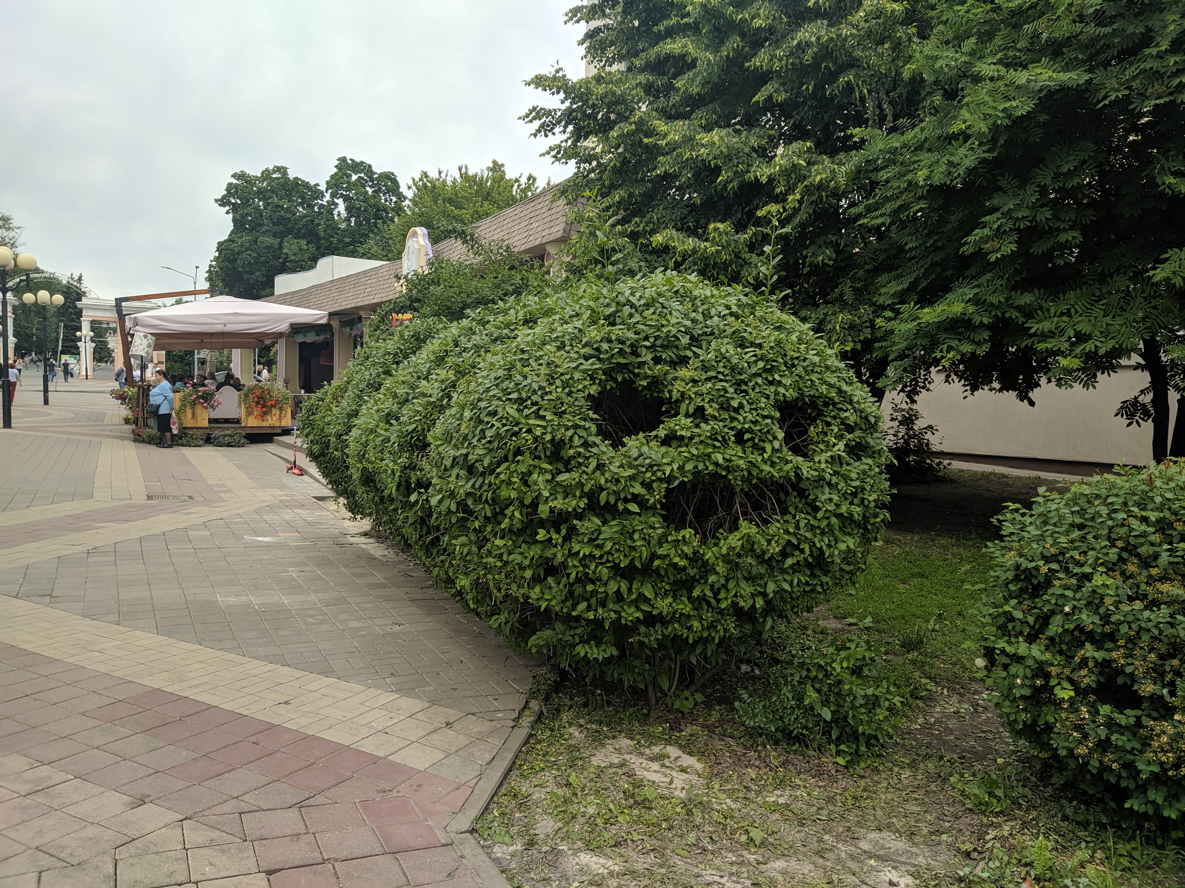 IMG_20220605_162424.jpg