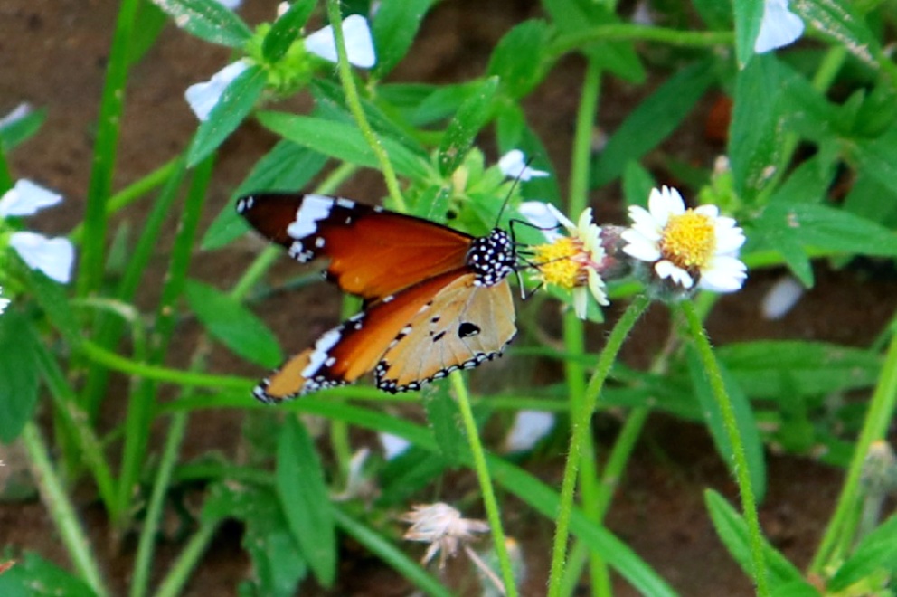 IMG_20190924_010553.JPG