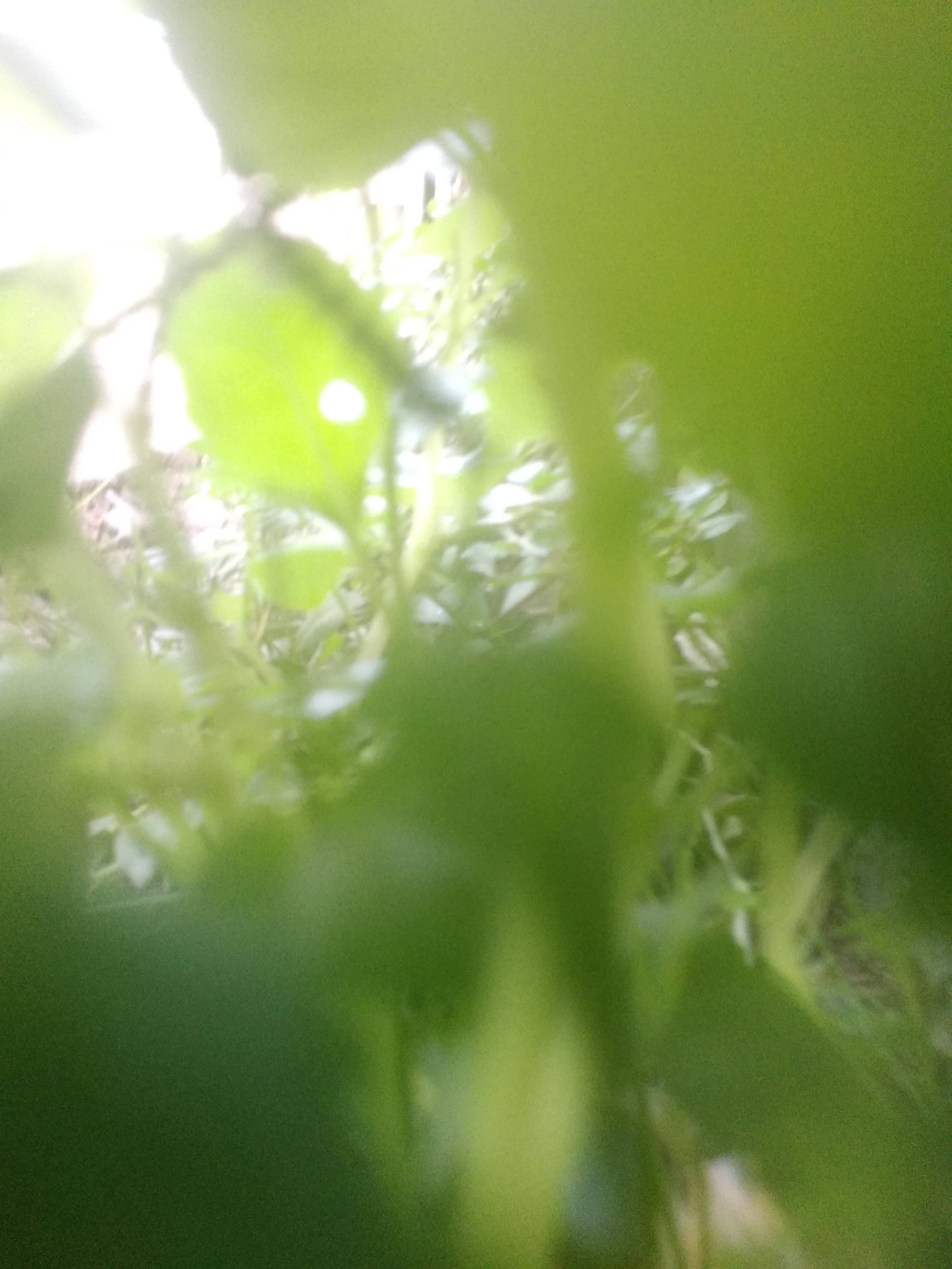IMG_20220708_173302_1.jpg