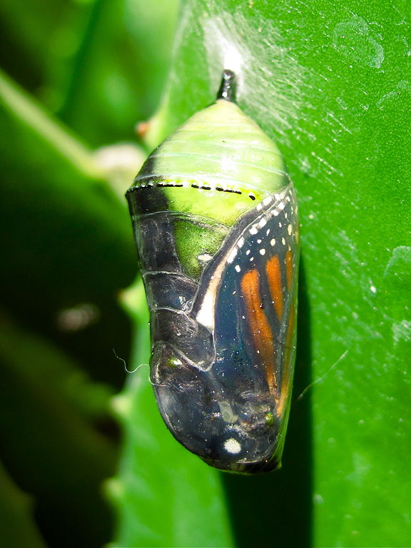Monarch_Butterfly_(Danaus_plexippus)_Chrysalis (2).jpg