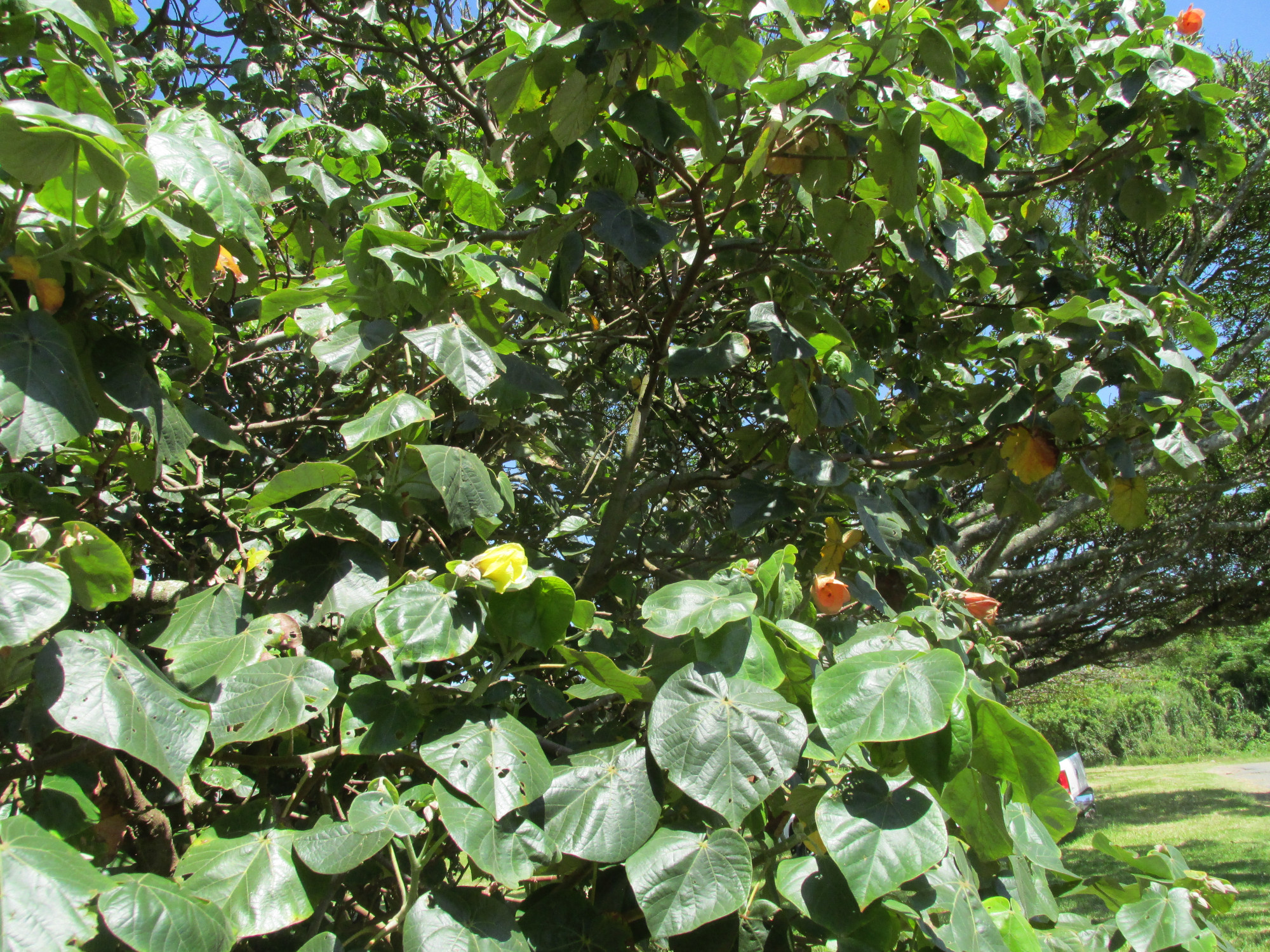 4679-Tree.JPG