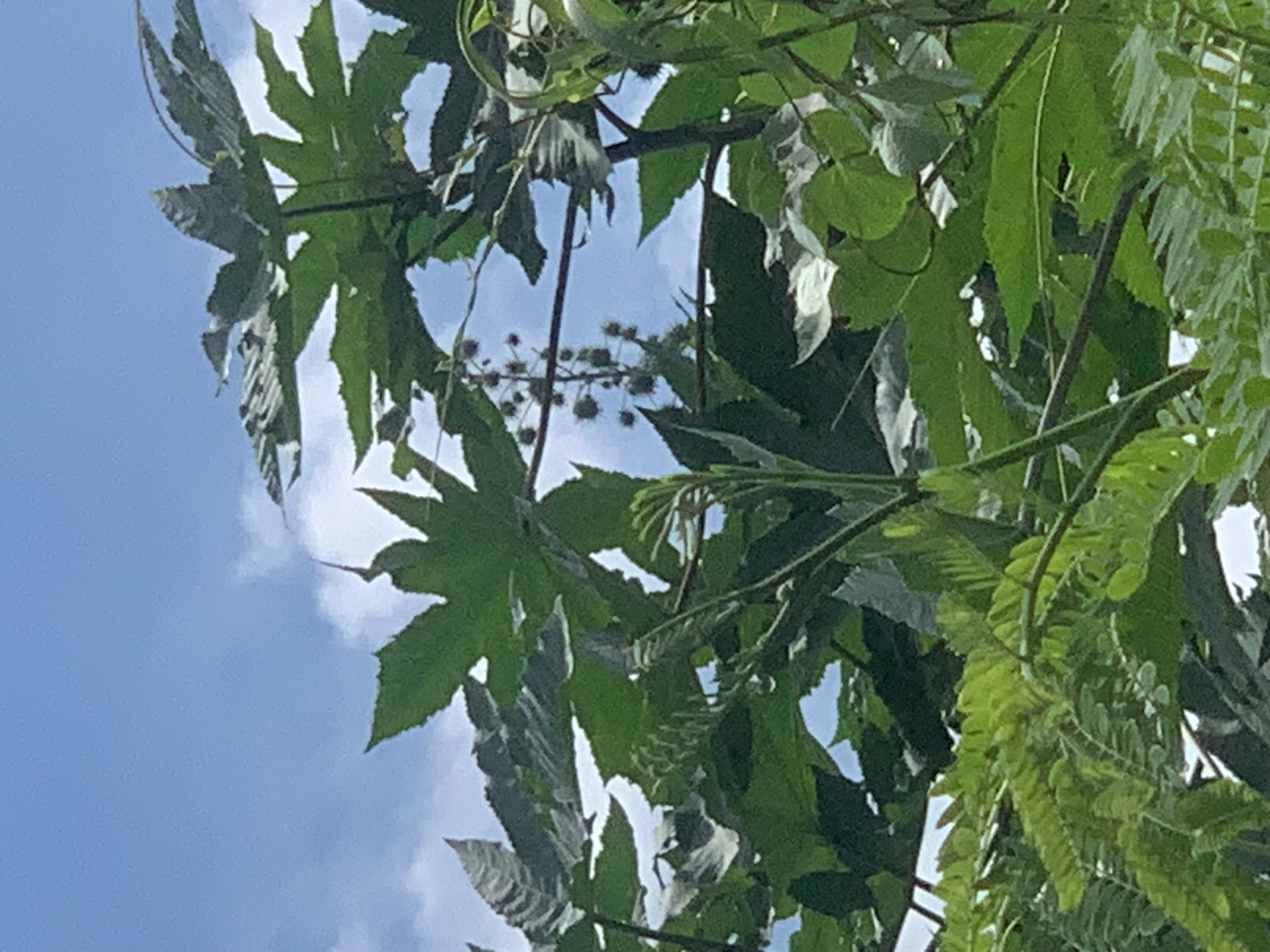 nature606.jpg