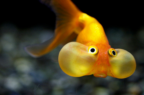 beautiful-cute-fish-nature-pretty-yellow-Favim.com-90798.jpg