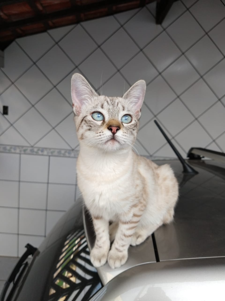 cat.jpeg
