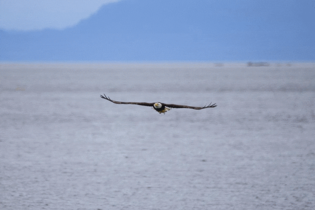 Bald Eagle Fly-By gif — Steemit
