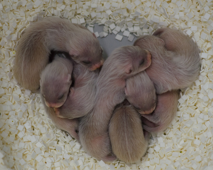 15121245-Ferret_Kit_Heart_5833424521-1567171035-728-9e4833d90a-1567515746.jpg
