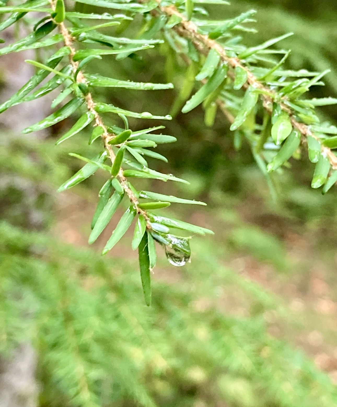 IMG_6867.jpg