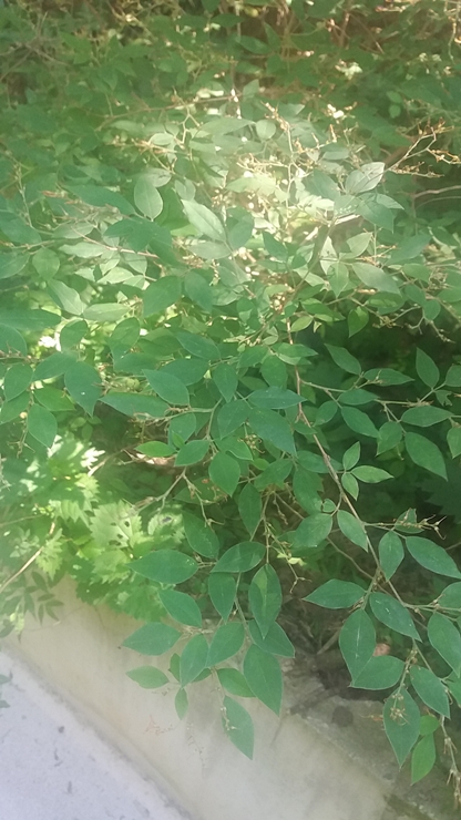 20180714_151947.jpg